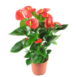 Red Anthurium (Anthurium andraeanum) Flowering/Ornamental Live Plant (Home & Garden)