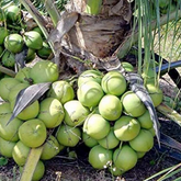 Coconut Tree (Gangabondam) (Cocus nucifera) Fruit Live Plant (Home & Garden)