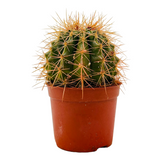 Ball Cactus Orange (echinocactus grusonii) - Live Plant (Home & Graden)