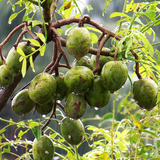 Sweet Ambazham / Ambarella (Grafted) (Spondias mombin) Fruit Live Plant (Home & Garden)