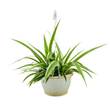 Chlorophytum Comosum ƒ?? Hanging Plant With Pot