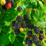 Blackberry (Rubus) Fruit Live Plant (Home & Garden)