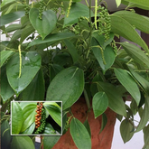 Bush Pepper / Kutti Kurumulaku (Piper nigrum) Fruit/Ornamental/Medicinal/ Live Plant (Home & Garden)