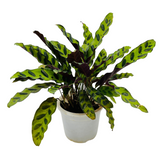 Calathea insignis (Goeppertia insignis) - Live Plant (Home & Graden)