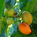 Peanut Butter (Bunchosia glandulifera) Seedling Fruit Live Plant (Home & Garden)