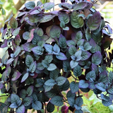 Murikootti | Muriyan Pacha | Red-Flame Ivy (Hemigraphis colorata) Ornamental/Medicinal Live Plant (Home & Garden)