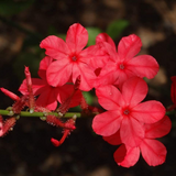Red Leadwort / Chuvanna koduveli / Chethi koduveli (Plumbago Indica) Flowering/Ornamental/Medicinal Live Plant (Home & Garden)