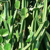 Changalamparanda ( Cissus Quadrangularis ) Medicinal Live Plant (Home & Garden)