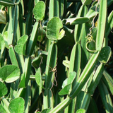 Changalamparanda ( Cissus Quadrangularis ) Medicinal Live Plant (Home & Garden)