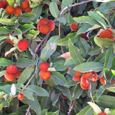 Velvet Apple | Mabolo tree ( Diospyros Blancoi ) Fruit Live Plant (Home & Garden)