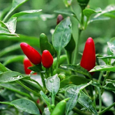 Bird's Eye Chilli / Kanthari (Capsicum annuum) Flowering/Ornamental Live Plant (Home & Garden)