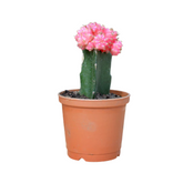 Moon Cactus Pink (Gymnocalycium mihanovichii)- Live Plant (Home & Garden)