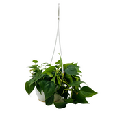 Philodendron Oxycardium Green Plant With Hanging Pot