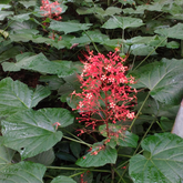 Flowering Plant Birth Star: Rohini (Plant: Hanuman Kireedam / Krishnakireedam / Red Pagoda) (Clerodendrum paniculatum) Flowering/Ornamental Live Plant (H&G)