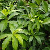 Insulin Plant (Chamaecostus cuspidatus) Flowering/Medicinal Live Plant (Home & Garden)