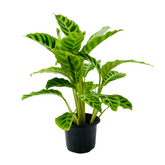 Calathea Zebrina / Zebra Plant - Live Plant (Home & Graden)
