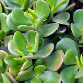 Jade Plant (Crassula ovata) Ornamental Live Plant (Home & Garden)