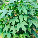 Chaya Mansa / Tree Spinach (Cnidoscolus aconitifolius) Ornamental/Medicinal Live Plant (Home & Garden)