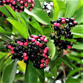 Kili Njaval (Ardisia elliptica) Fruit / Medicinal Live Plant (Home & Garden)