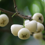 White Chamba / White Java Apple (Syzygium samarangense) Fruit Live Plant (Home & Garden)