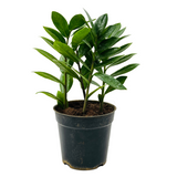 ZZ Plant Green (Zamioculcas zamiifolia) - Live Plant For Indoor (Home & Garden)