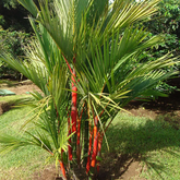 Red Palm / Red Sealing Wax Palm (Cyrtostachys renda) Ornamental Live Plant (Home & Garden)
