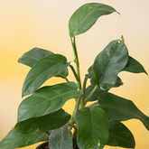 Philodendron Ceylon Green (Philodendron erubescens) Ornamental Live Plant (Home & Garden)