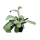 Calathea Amagris- Live Plant (Home & Graden)