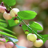 Japan Cheera / Madhura cheera / Mysore cheera (Sauropus Androgynus) Ornamental/Medicinal Live Plant (Home & Garden)