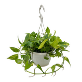 Green Money Plant Hanging With Pot
