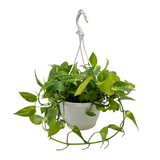 Green Money Plant Hanging With Pot