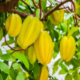 Star Fruit Grafted (Averrhoa carambola) Fruit Live Plant (Home & Garden)