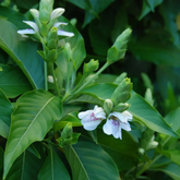 Adalodakam / Malabar nut (Justicia adhatoda) Flowering/Ornamental/Medicinal Live Plant (Home & Garden)