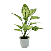 Aglaonema Snow White (Aglaonema Costatum)- Live Plant (Home & Garden)