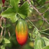 Koval Stem / Ivy Gourd (Coccinia grandis) Fruit/Ornamental Live Plant (Home & Garden)