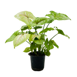 Syngonium Lemon (Syngonium Podophyllum) - Live Plant (Home & Graden)