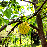 Rollinia Fruit / Biribǭ (Annona mucosa) Fruit Live Plant (Home & Garden)