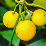 Baraba ( Garcinia intermedia ) Fruit/Flowering/Ornamental Live Plant (Home & Garden)