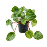 Watermelon Peperomia (Peperomia argyreia) - Live Plant For Indoor (Home & Garden)