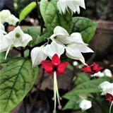 Bleeding Heart (Lamprocapnos) Flowering/Ornamental Live Plant (Home & Garden)