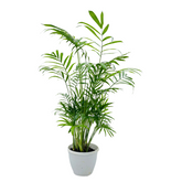 Parlour Palm | Bamboo palm | Chamaedorea Palm (Chamaedorea seifrizii) - Live Plant For Indoor (Home & Garden)