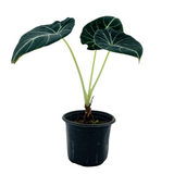 Alocasia Black Velvet- Live Plant (Home & Garden)