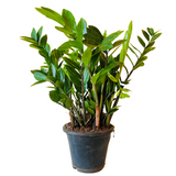 Big ZZ Plant Green (Zamioculcas zamiifolia) - Live Plant in 10 inch For Indoor (Home & Garden)