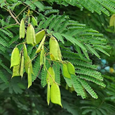 Pathimugam / Biancaea Sappan / Sappanwood (Caesalpinia Sappan) Flowering/Ornamental/Medicinal/ Live Plant (Home & Garden)