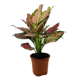 Aglaonema Red Valentine / Chinese Evergreen (Aglaonema commutatum)- Live Plant (Home & Garden)