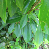 True Cinnamon Plant / Bay Leaf (Cinnamomum verum) Ornamental/Medicinal Live Plant (Home & Garden)