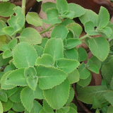 Chuma Koorka / Iruveli (Coleus Zeylanicus) Medicinal Live Plant (Home & Garden)