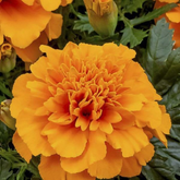 Marigold Gulzafri Orange Seed (25  Seeds) (Home & Garden)