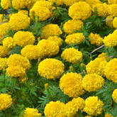 Marigold Gulzafri Yellow Flower Seed (25 Seeds) (Home & Garden)