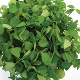 Methi Kasuri Seed (100 Seeds) (Home & Garden)